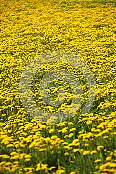 Beautiful dandelions on the sunny field