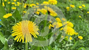 beautiful dandelions sway in the gentle summer breeze. Sunbeam. summer time concept