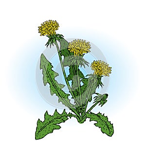 Beautiful dandelions. Vector illustration. Plants and flowers. photo