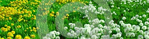 Beautiful dandelions on a wide green meadow