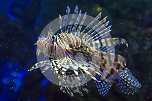 Beautiful and dangerous Lionfish Pterois volitans Linnaeus in aquarium.