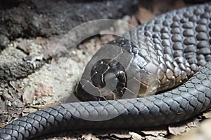 beautiful dangerous snake silent stealth reptile venom photo