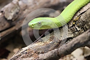 Beautiful dangerous snake silent stealth reptile venom photo