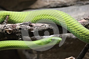 beautiful dangerous snake silent stealth reptile venom photo