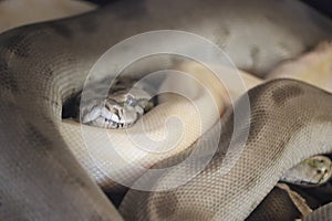 Beautiful dangerous snake silent stealth reptile venom photo