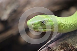 Beautiful dangerous snake silent stealth reptile venom photo