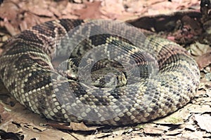 Beautiful dangerous snake silent stealth reptile venom photo