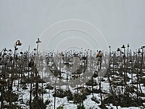 The beautiful Danish winter landscape