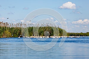 Beautiful Danube Delta