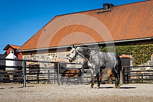 Beautiful dapple grey horse in a corral. Thoroughbred horses feed and drink in paddock.