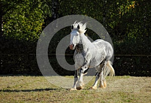 Beautiful dapple grey horse running on the field