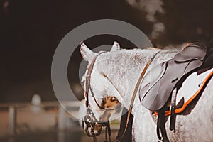 A beautiful dappled gray horse dressed in sports gear: saddle, bridle and saddlecloth. Equestrian sports. Horse riding