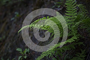 Beautiful dark background of the forest fern