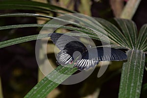 A beautiful dark blue butterfly on green plant