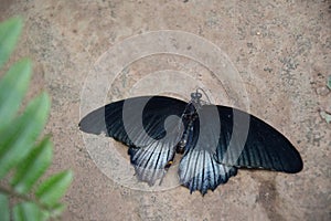 A beautiful dark blue butterfly photo