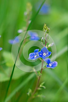 Beautiful dark blue forget-me-not on green background