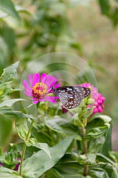 Beautiful Dark Blue Tiger butterfly is collecting nectar from common Zinnia flower in nature, with blurred background Selective