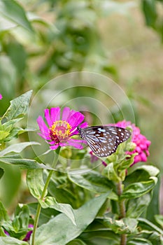 Beautiful Dark Blue Tiger butterfly is collecting nectar from common Zinnia flower in nature, with blurred background Selective