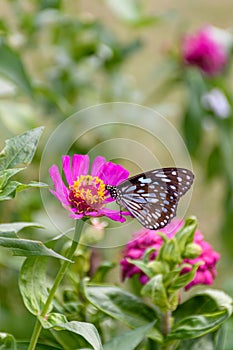 Beautiful Dark Blue Tiger butterfly is collecting nectar from common Zinnia flower in nature, with blurred background Selective