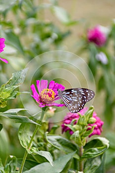 Beautiful Dark Blue Tiger butterfly is collecting nectar from common Zinnia flower in nature, with blurred background Selective