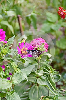 Beautiful Dark Blue Tiger butterfly is collecting nectar from common Zinnia flower in nature, with blurred background Selective