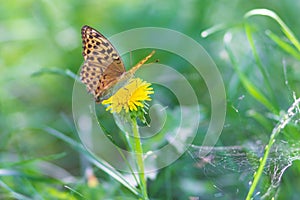 Beautiful Dark Blue Tiger butterfly eat honeydew from flower in nature