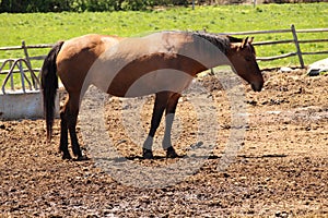 BEAUTIFUL DARK BROWN HORSE, POSING .. PROFILE PICTURE photo