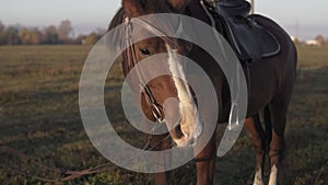 Beautiful dark brown stallion horse pasturing on meadow field at sunrise morning