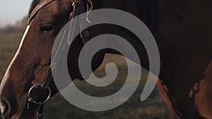 Beautiful dark brown stallion horse pasturing on meadow field at sunrise morning