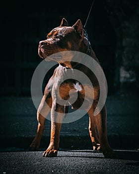 Beautiful dark brown XL Bully dog with the leash and cut made ears with blurred background