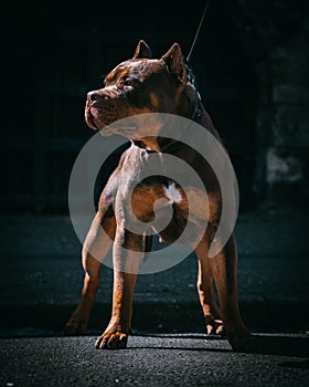 Beautiful dark brown XL Bully dog with the leash and cut made ears with blurred background photo