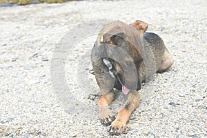 Beautiful dark brwon cunucu dog cleaning itself