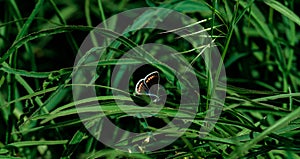 Beautiful dark butterfly on branch in spring at Sunrise on light and grass background macro. Elegant artistic image