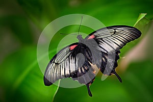 Beautiful dark butterfly, Papilio rumanzovia, Scarlet Mormon or Red Mormon, of the Papilionidae family. It is found in the Philipp