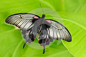 Beautiful dark butterfly, Papilio rumanzovia, Scarlet Mormon or Red Mormon, of the Papilionidae family. Beautiful butterfly