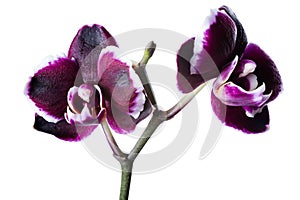 beautiful dark cherry with white rim orchid phalaenopsis is isolated on white background