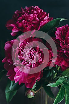 Beautiful dark crimson peony on a dark background