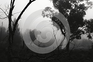 Eucalyptus forest covered by fog in the morning photo