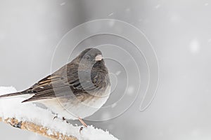 Beautiful Dark-eyed Junco on snow covered branch in snow