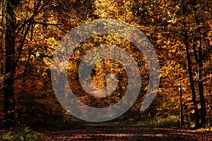 Beautiful dark fall leaf colors on a walking path