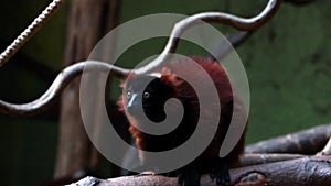 Beautiful dark funny lemur close-up.