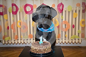 Beautiful dark gray dog celebrates its first birthday