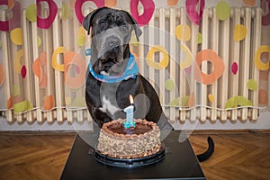 Beautiful dark gray dog celebrates its first birthday