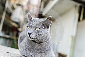 Beautiful Dark Gray Street Cat Portrait