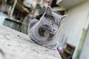 Beautiful Dark Gray Street Cat Portrait