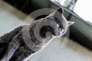 Beautiful Dark Gray Street Cat Portrait