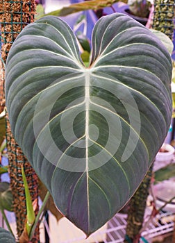 Beautiful dark green color leaf of Philodendron Glorious, a popular exotic houseplant