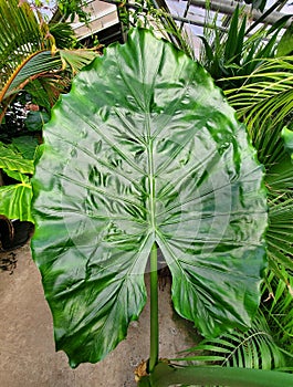 Beautiful dark green and large shiny leaf of Alocasia Serendipity photo