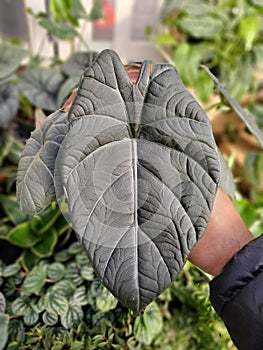 Beautiful dark green marbled leaf of Alocasia Maharani, a popular tropical houseplant