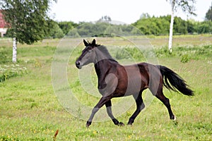 Beautiful dark horse running free at the pasture